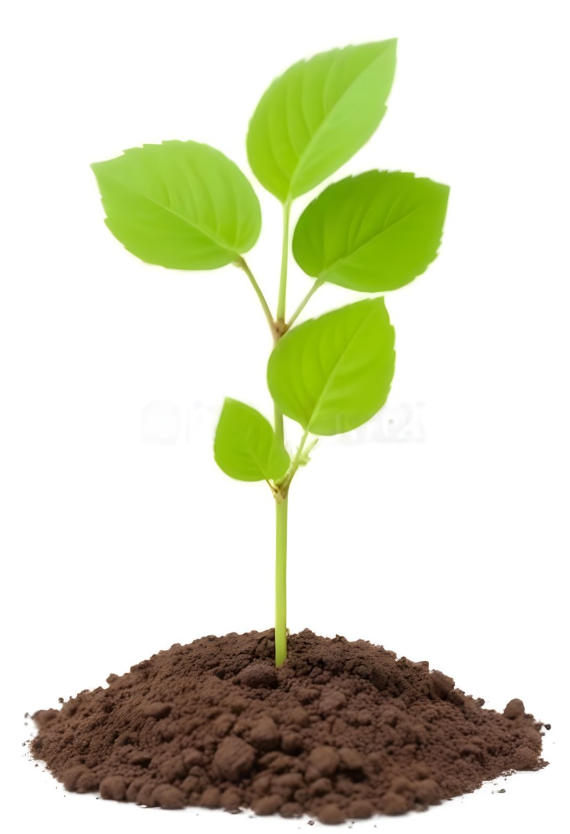 A Small Green Plant With Leaves Growing From A Pile Of Dirt Isolated On A White Background 8 0cba