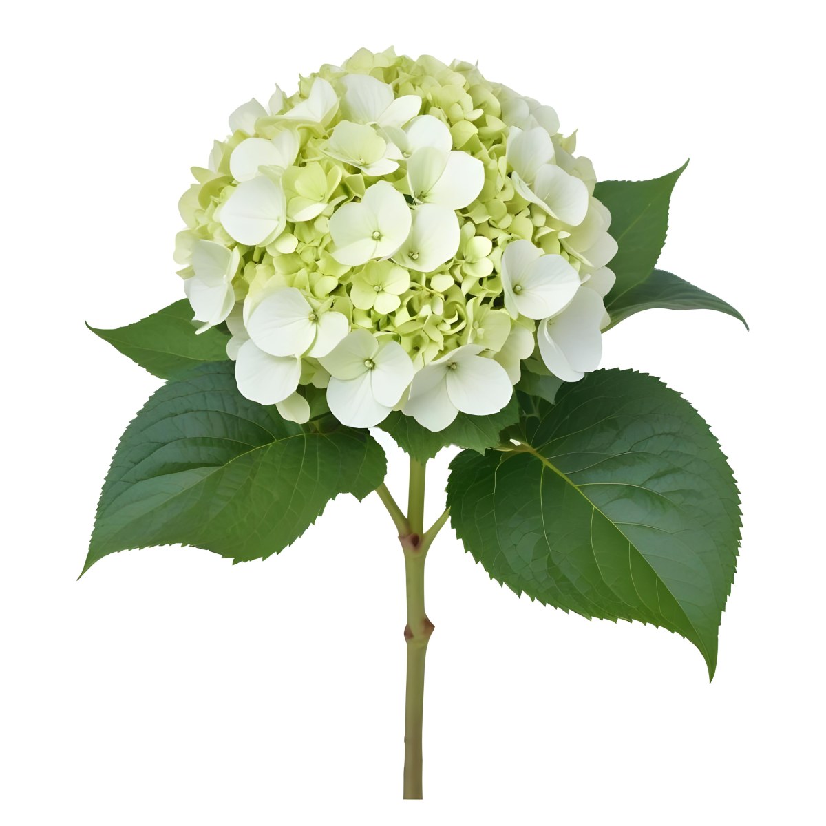 A White And Green Hydrangea Flower With Large Petals And Green Leaves 11 512b