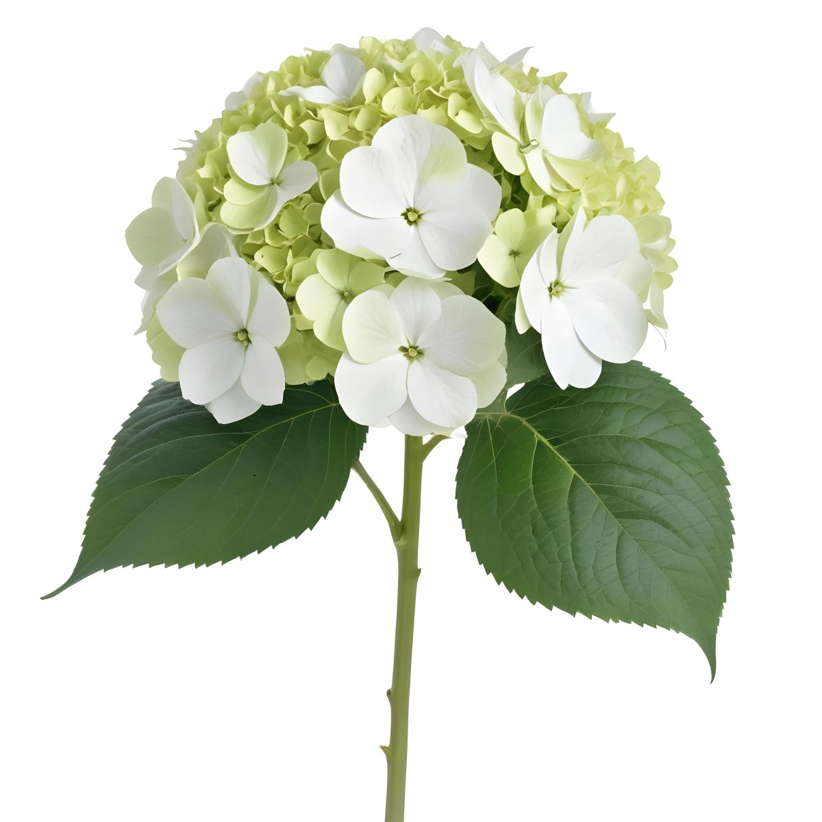 A White And Green Hydrangea Flower With Large Petals And Green Leaves 18 500b