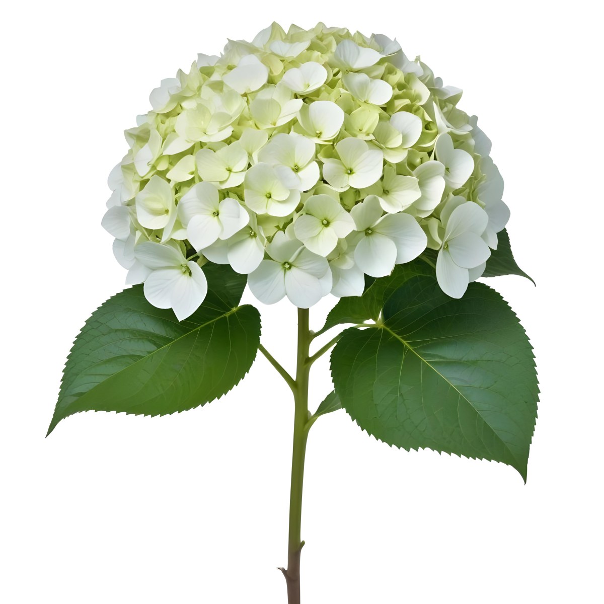A White And Green Hydrangea Flower With Large Petals And Green Leaves 19 06ef