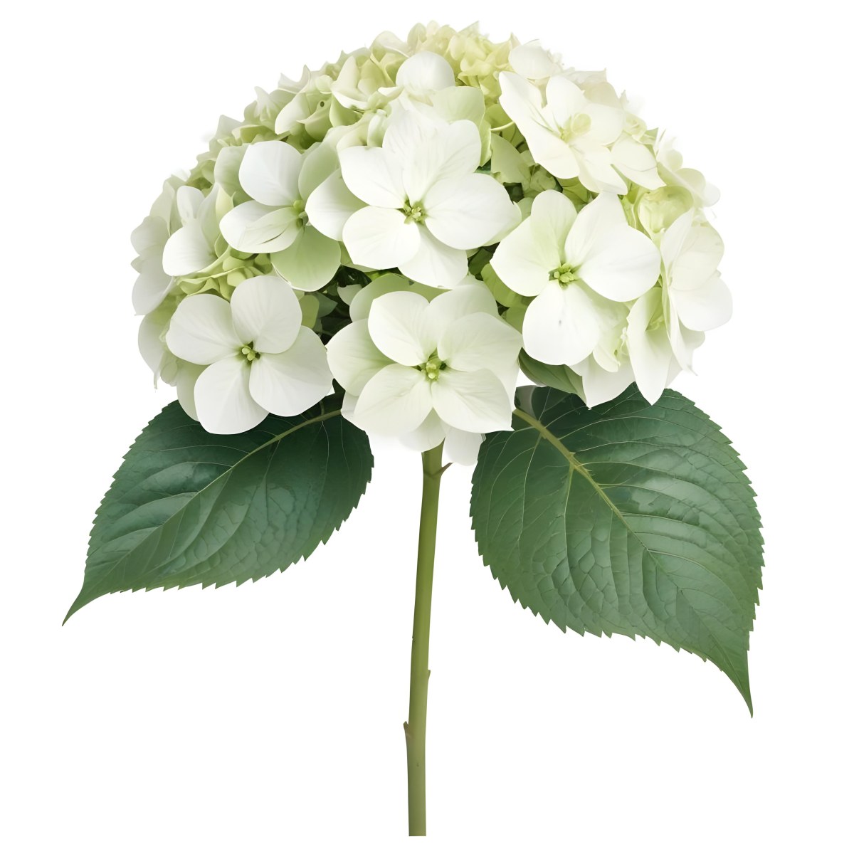 A White And Green Hydrangea Flower With Large Petals And Green Leaves 21 Ee6e