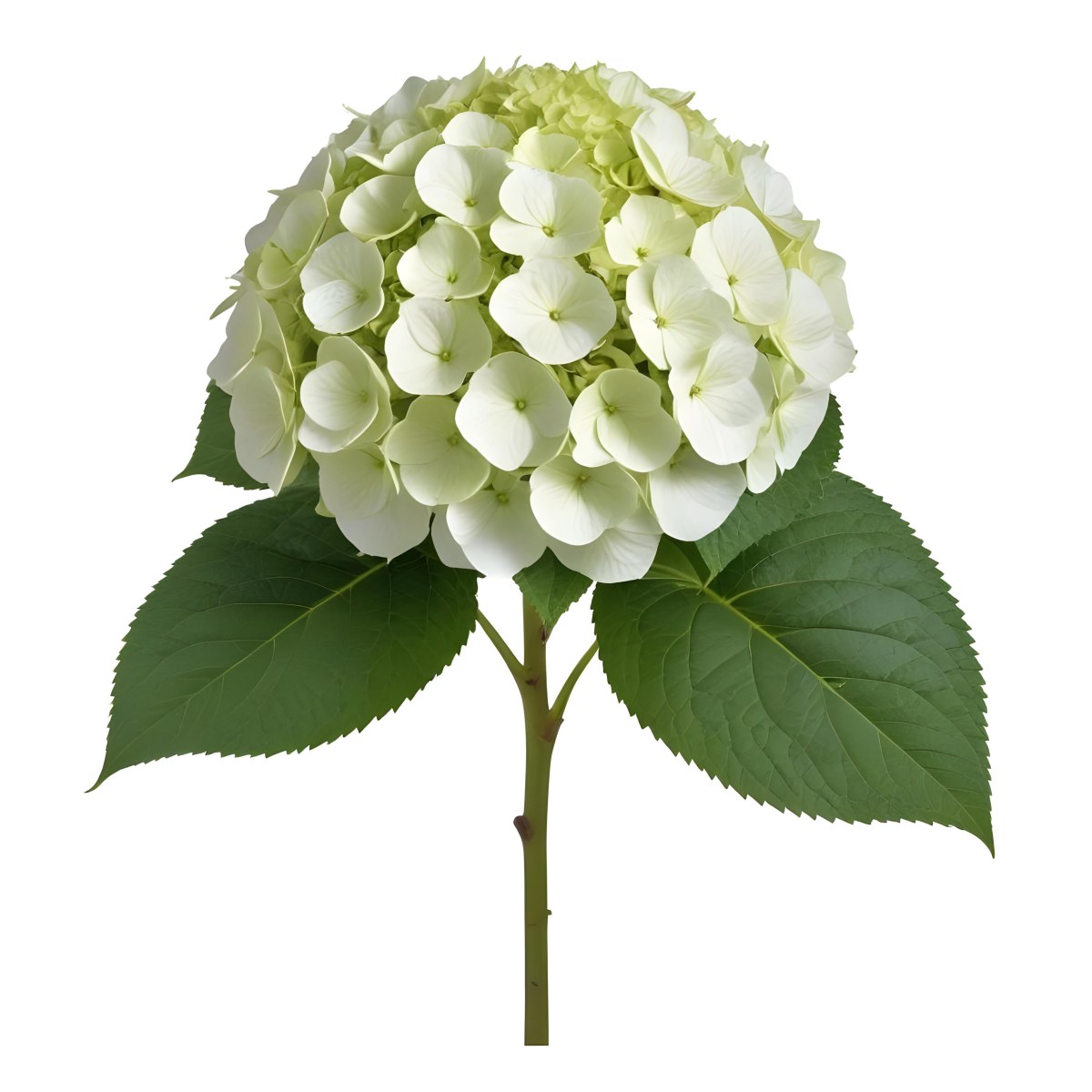 A White And Green Hydrangea Flower With Large Petals And Green Leaves 22 B705