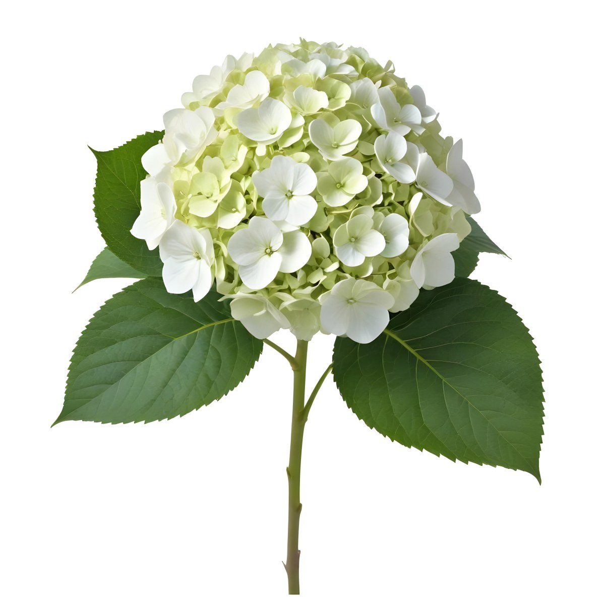 A White And Green Hydrangea Flower With Large Petals And Green Leaves 23 151a