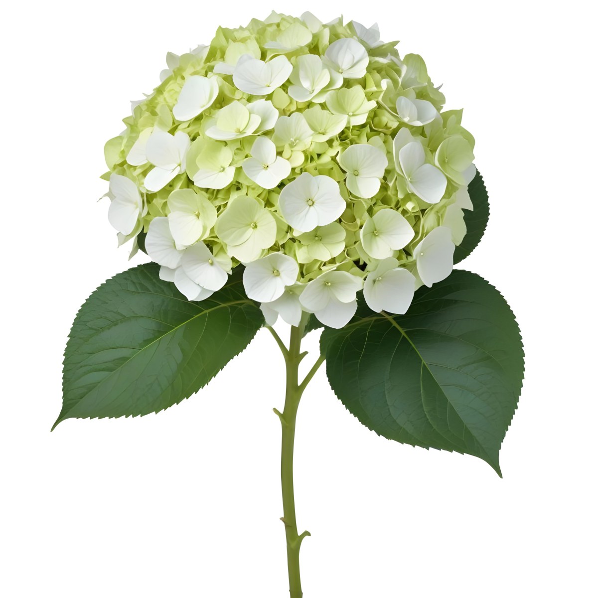 A White And Green Hydrangea Flower With Large Petals And Green Leaves 8 D07f