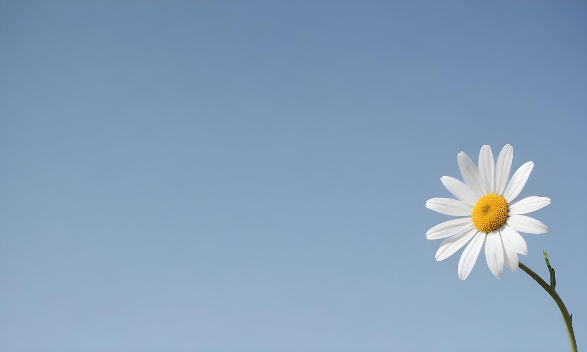 A White Daisy Flower Against A Clear Blue Sky 16
