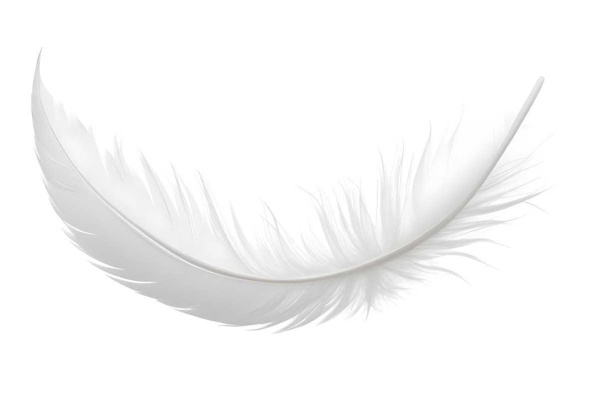 A White Feather With A Curved Shape Soft Texture And Delicate Barbs Floating In A Clean Bright White Background 16 A939