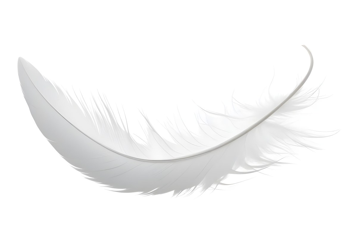 A White Feather With A Curved Shape Soft Texture And Delicate Barbs Floating In A Clean Bright White Background 17 77a1
