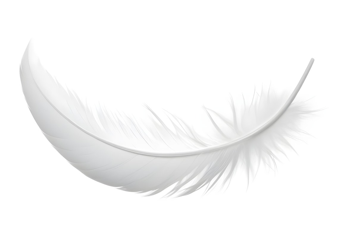 A White Feather With A Curved Shape Soft Texture And Delicate Barbs Floating In A Clean Bright White Background 20 4701