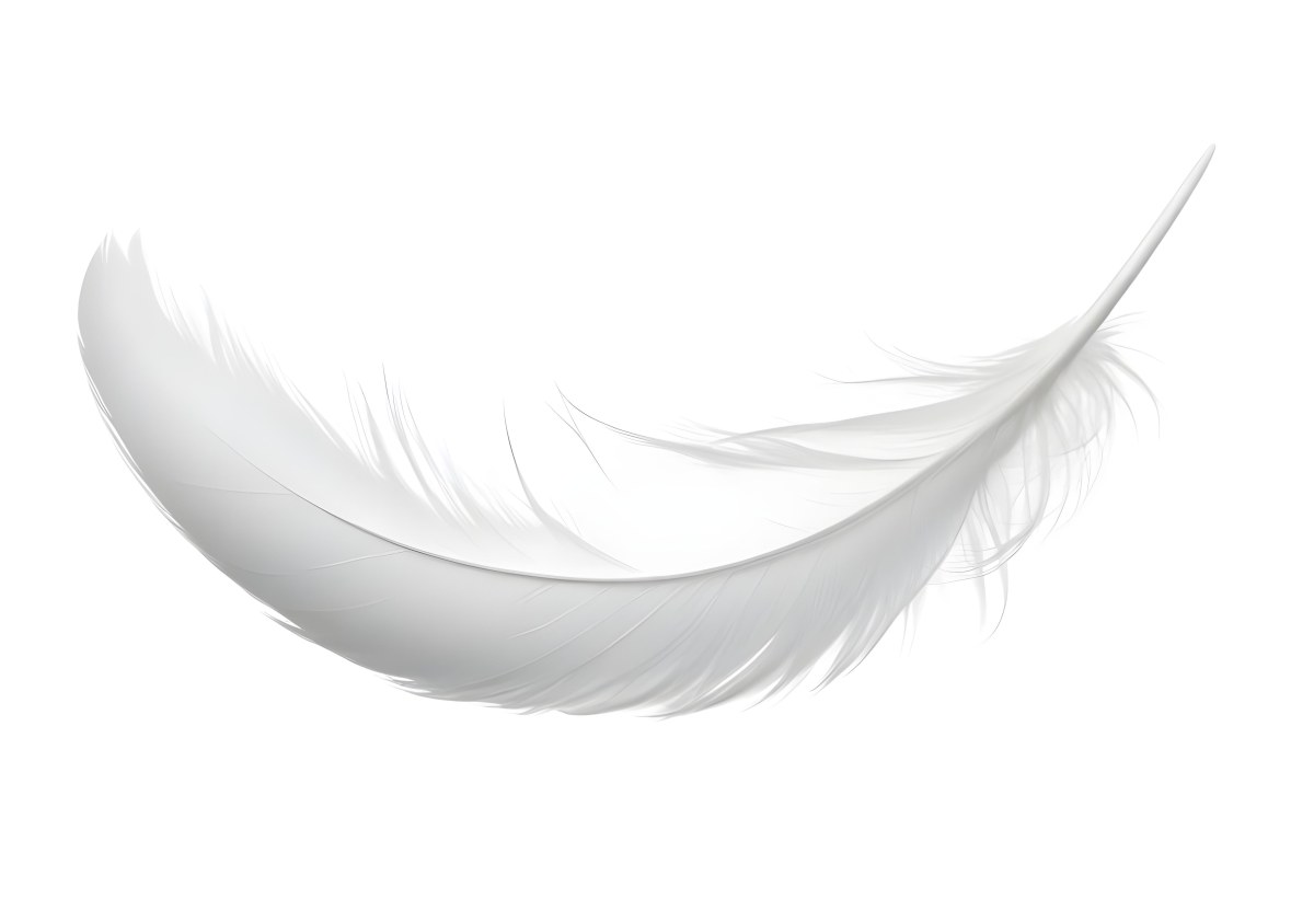 A White Feather With A Curved Shape Soft Texture And Delicate Barbs Floating In A Clean Bright White Background 24 2cae