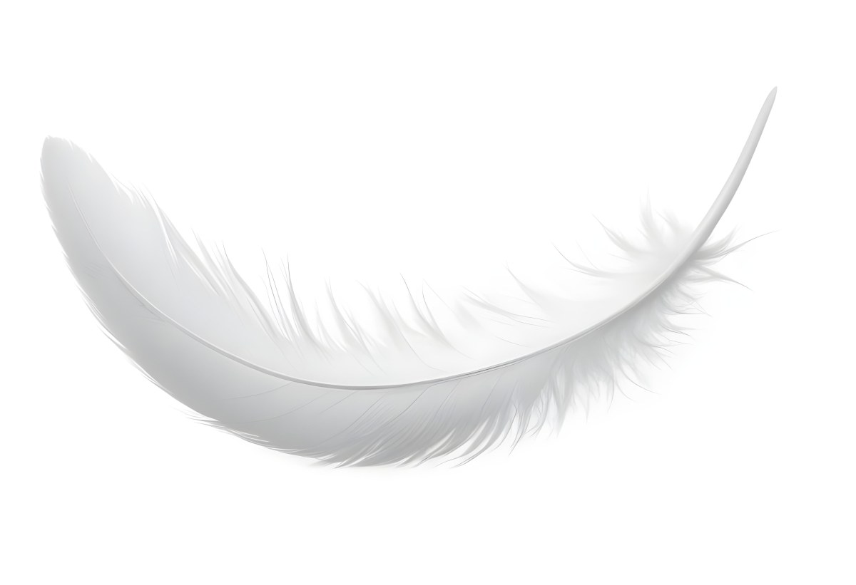 A White Feather With A Curved Shape Soft Texture And Delicate Barbs Floating In A Clean Bright White Background 42 255a