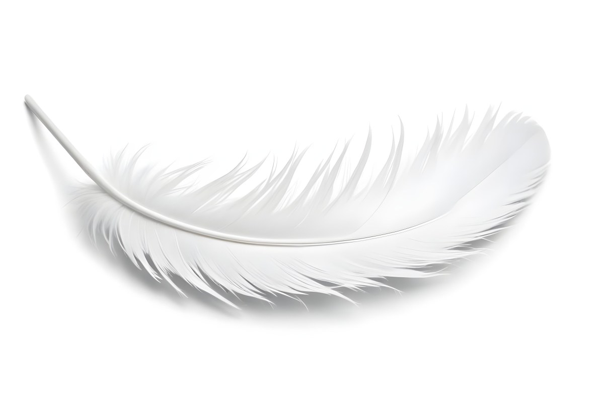 A White Feather With A Curved Shape Soft Texture And Delicate Barbs Floating In A Clean Bright White Background 49 14c1