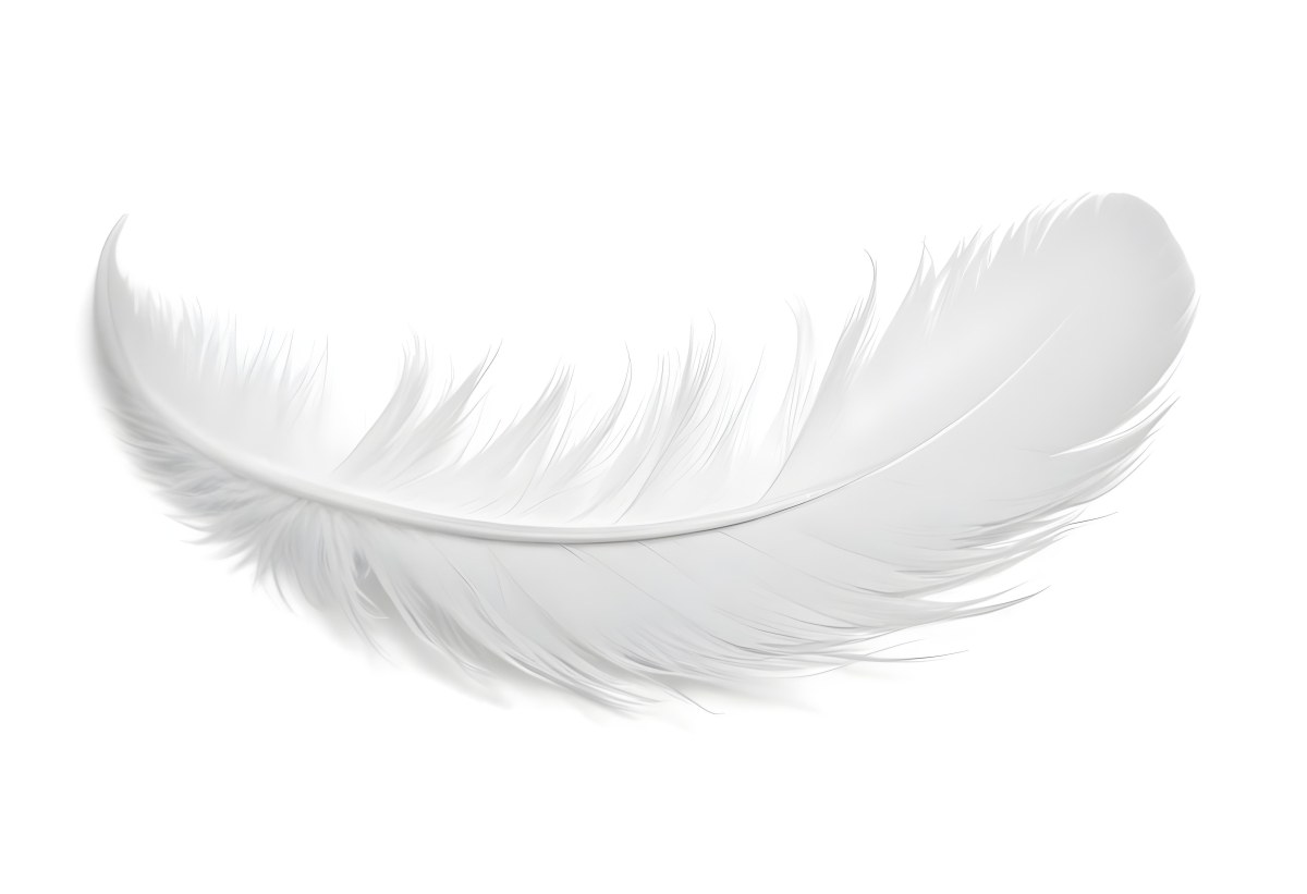 A White Feather With A Curved Shape Soft Texture And Delicate Barbs Floating In A Clean Bright White Background 5 B65a