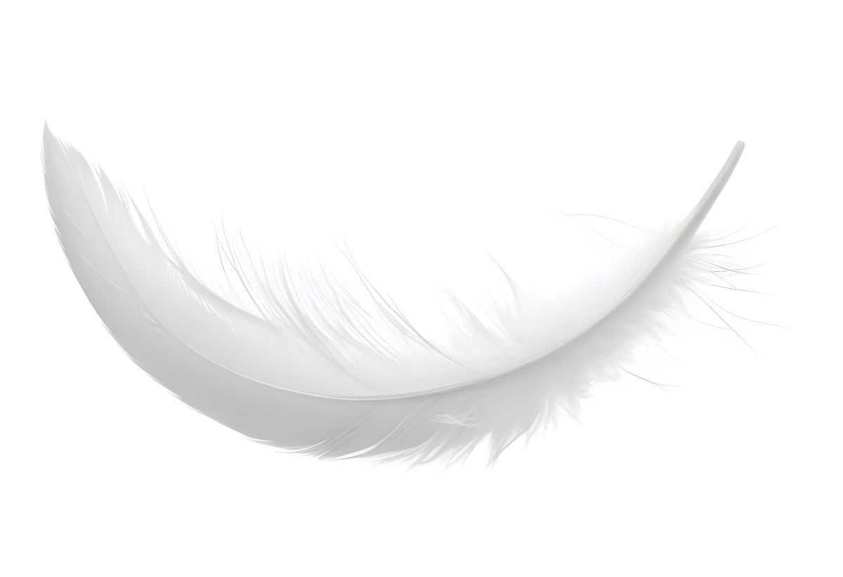A White Feather With A Curved Shape Soft Texture And Delicate Barbs Floating In A Clean Bright White Background 6 Ffd2