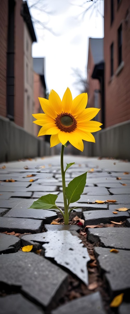 A Yellow Sunflower Growing Through Cracks In A Concrete Sidewalk With Fallen Leaves And Debris Around It The Sunflower Stands Out Against The Gray Concrete Background Symbolizing Resilience And The Ability To T 9 0b9a