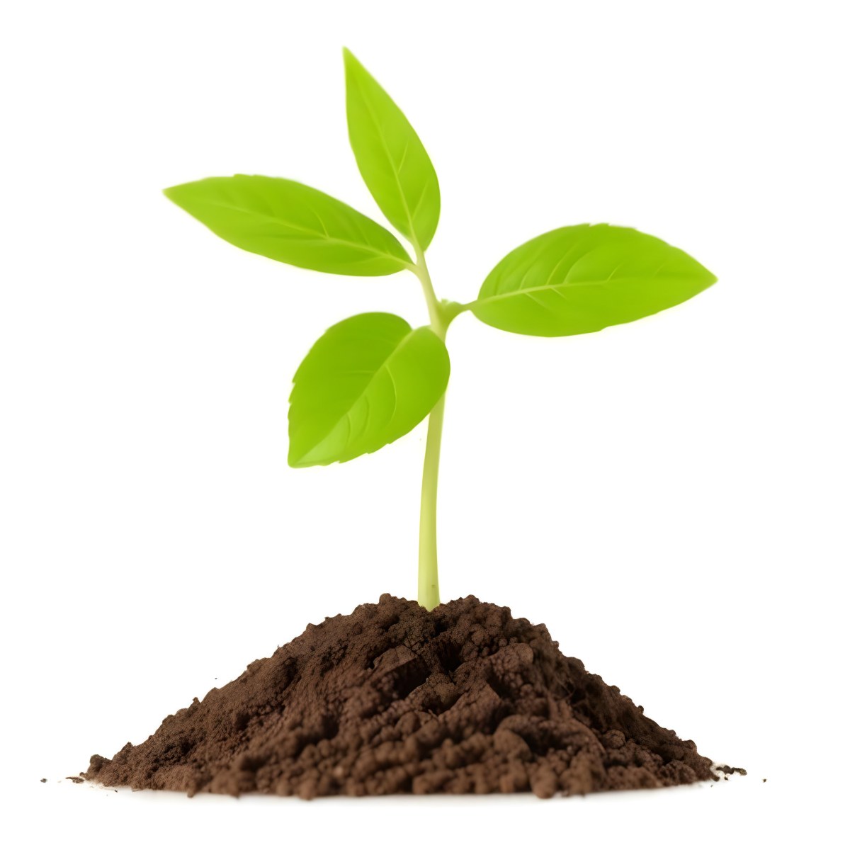 A Young Green Plant Sprouting From Soil With Several Fresh Leaves 15 6a5d