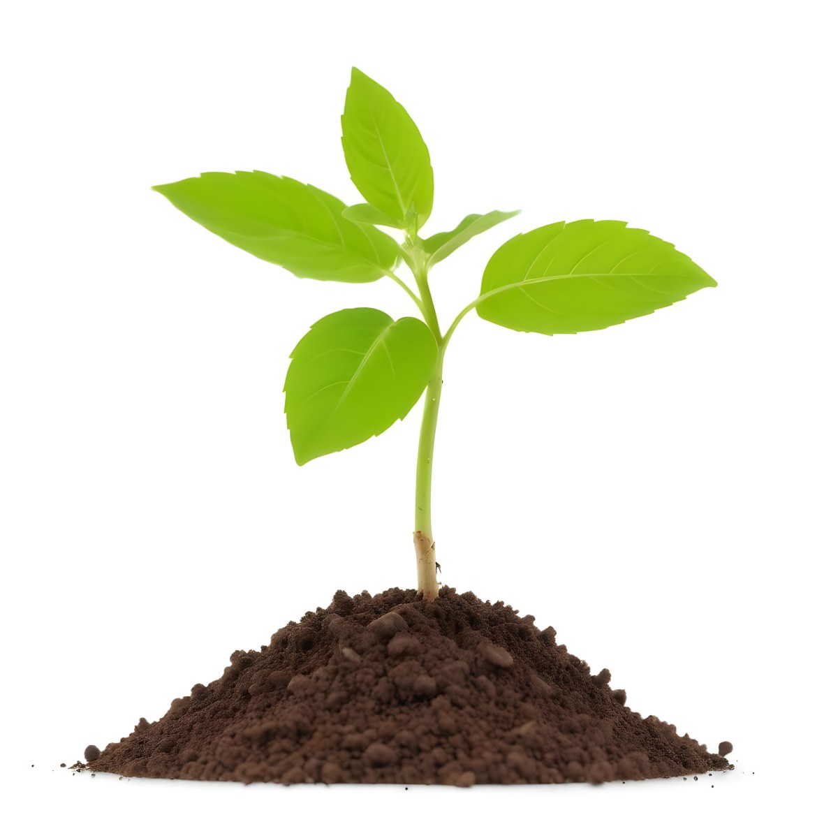 A Young Green Plant Sprouting From Soil With Several Fresh Leaves 4 07fe
