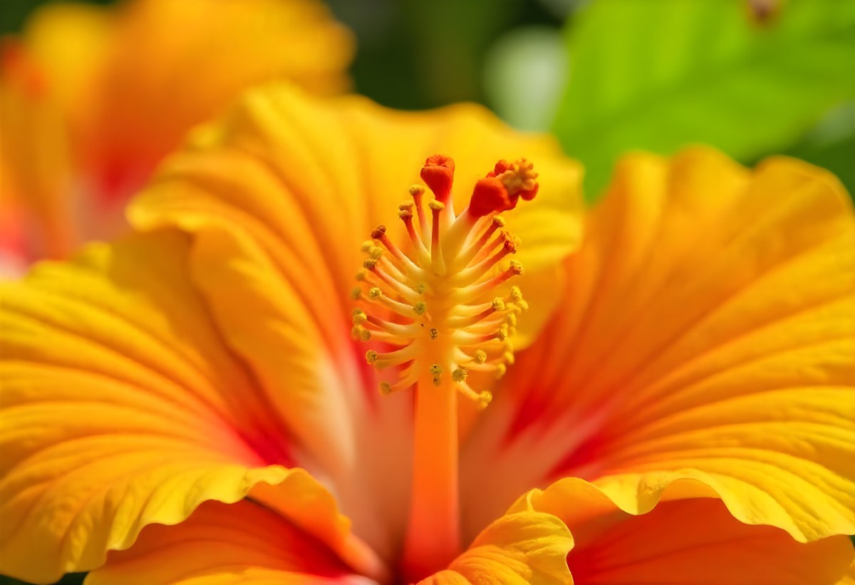 An Orange Hibiscus Flower With Red Center Against A Blurred Green Background 12 B961