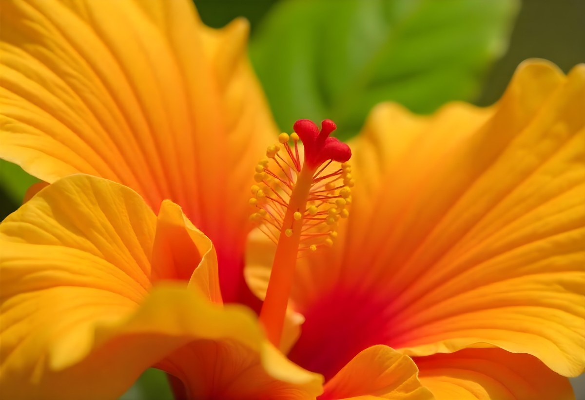 An Orange Hibiscus Flower With Red Center Against A Blurred Green Background 13 3b40