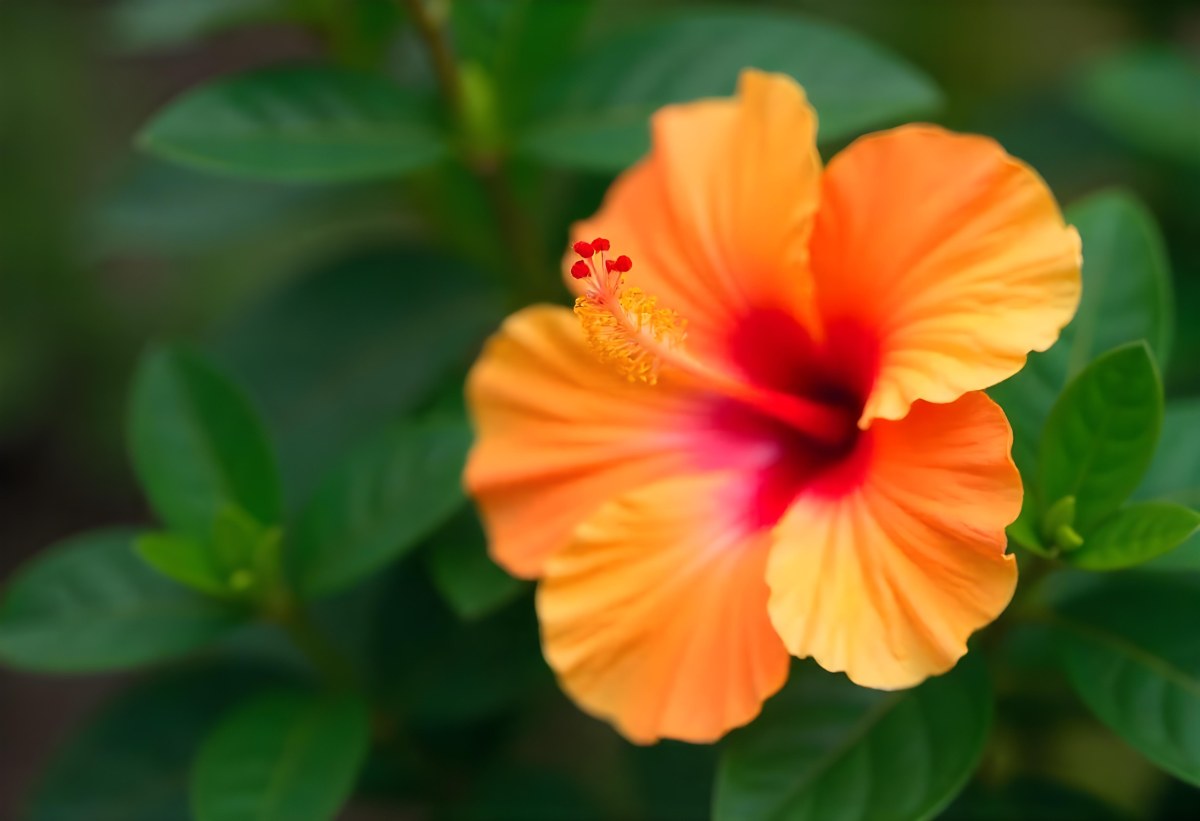 An Orange Hibiscus Flower With Red Center Against A Blurred Green Background 16 3c44