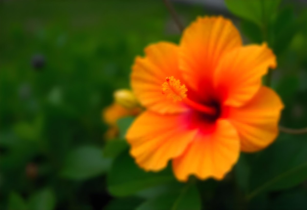 An Orange Hibiscus Flower With Red Center Against A Blurred Green Background 19 B5f3