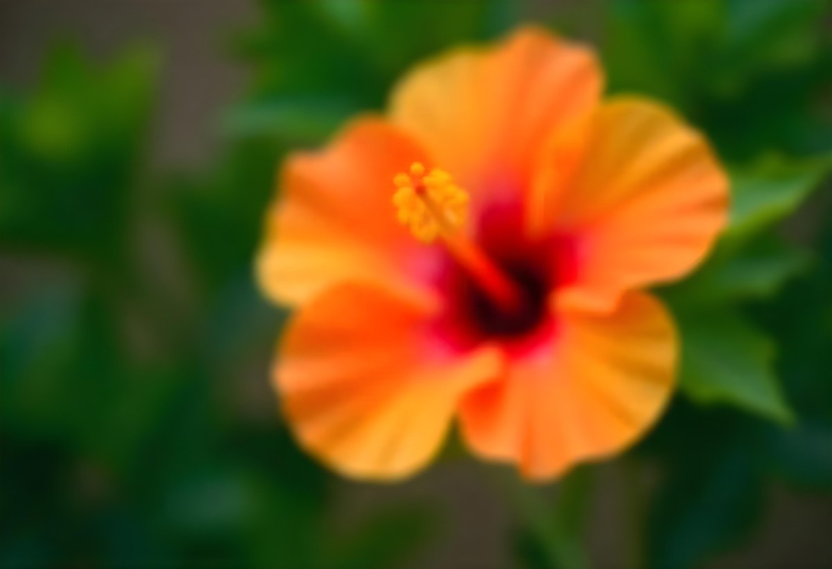An Orange Hibiscus Flower With Red Center Against A Blurred Green Background 21 Ce50
