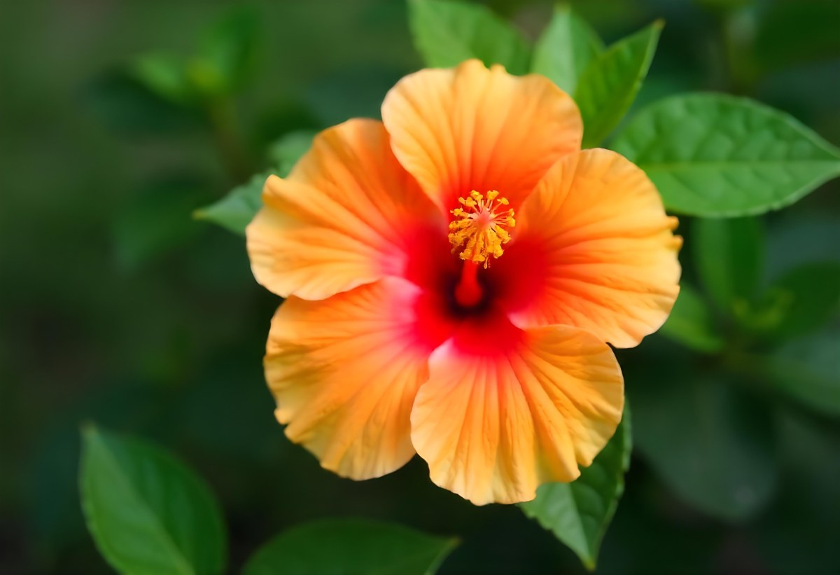 An Orange Hibiscus Flower With Red Center Against A Blurred Green Background 22 B132