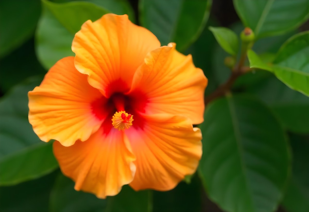 An Orange Hibiscus Flower With Red Center Against A Blurred Green Background 23 Aaeb