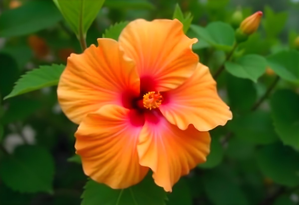 An Orange Hibiscus Flower With Red Center Against A Blurred Green Background 24 F574