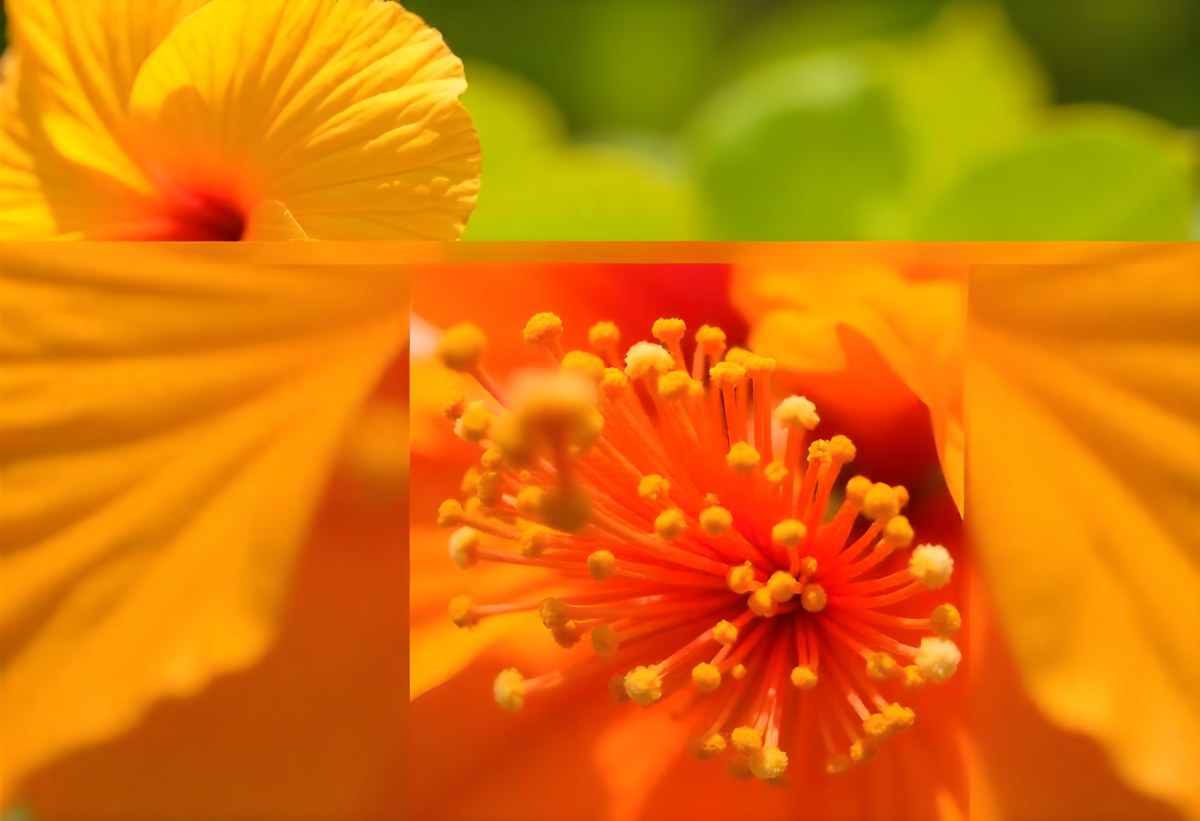 An Orange Hibiscus Flower With Red Center Against A Blurred Green Background 3 6479