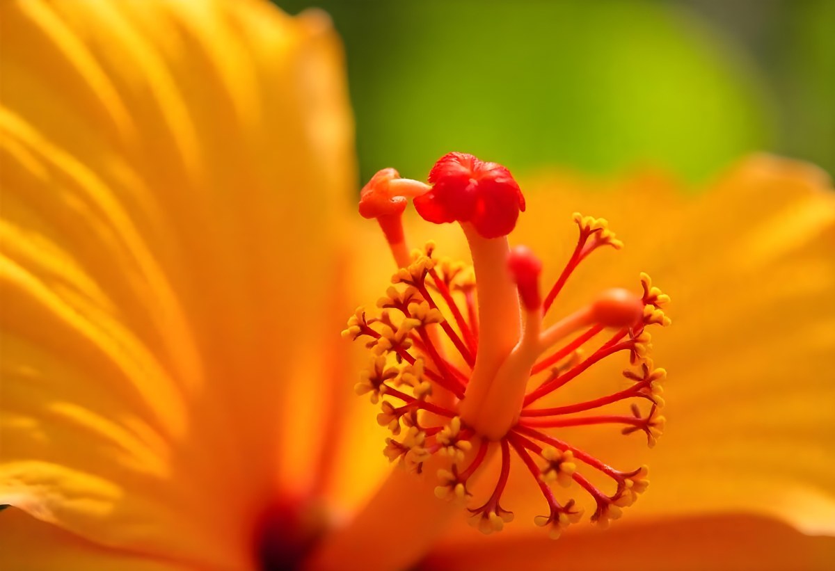 An Orange Hibiscus Flower With Red Center Against A Blurred Green Background 4 19f0