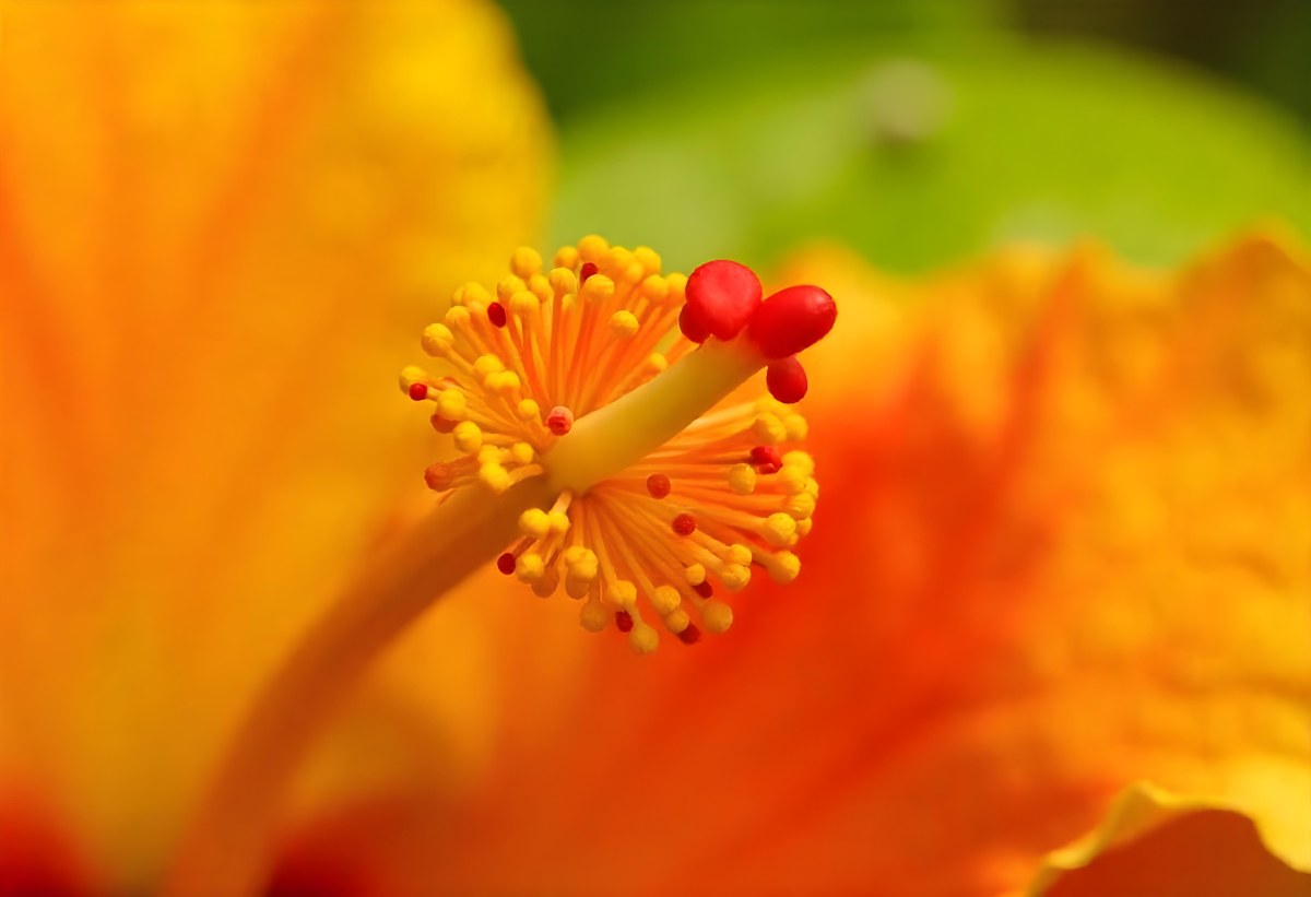 An Orange Hibiscus Flower With Red Center Against A Blurred Green Background 5 874b