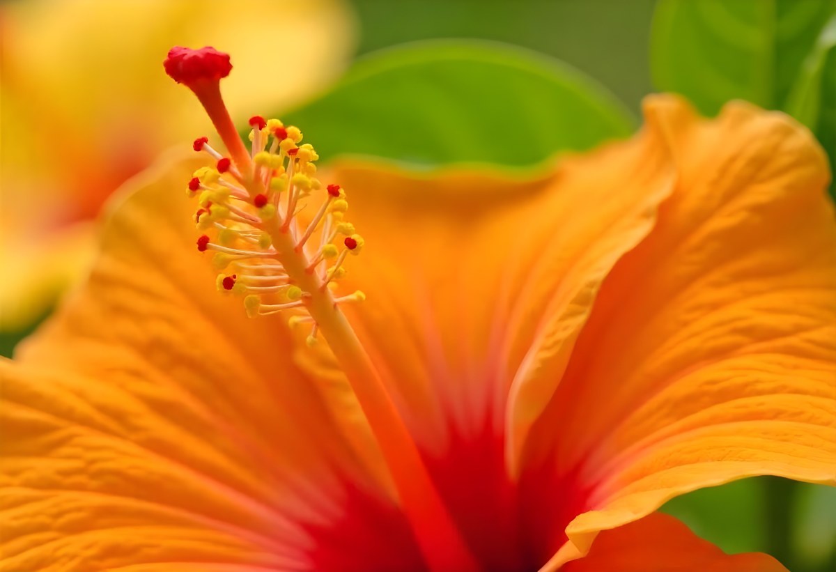 An Orange Hibiscus Flower With Red Center Against A Blurred Green Background 6 5c64
