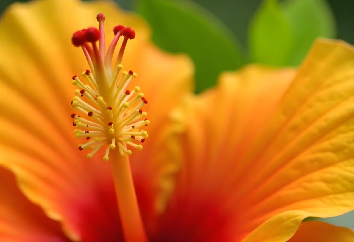 An Orange Hibiscus Flower With Red Center Against A Blurred Green Background 7 1742