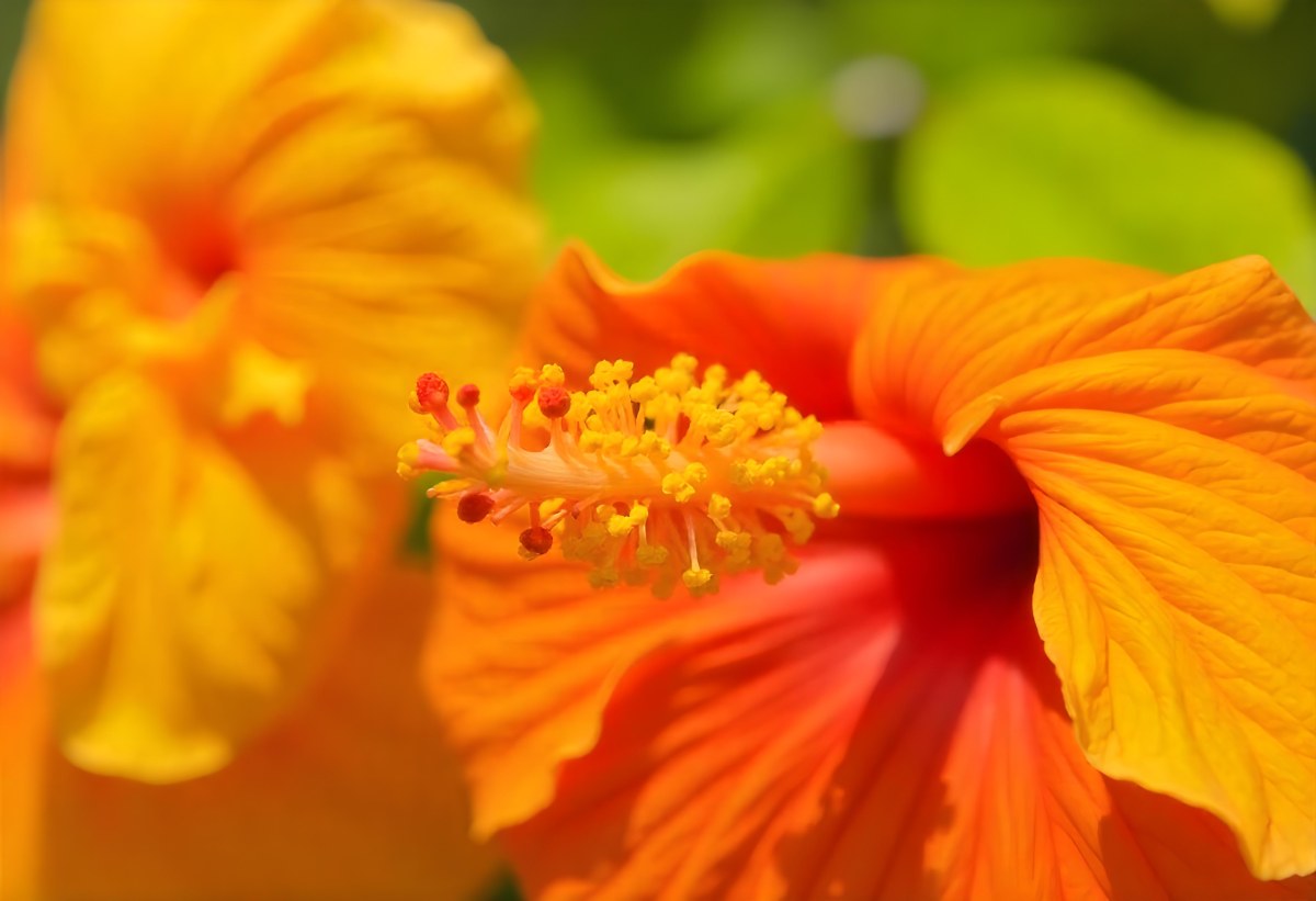 An Orange Hibiscus Flower With Red Center Against A Blurred Green Background 8 A66b