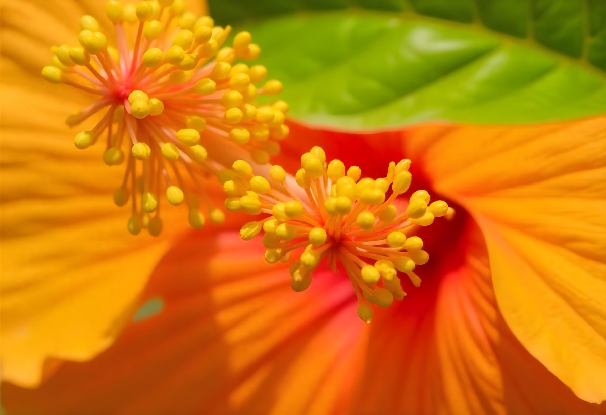 An Orange Hibiscus Flower With Red Center Against A Blurred Green Background 9 4c22