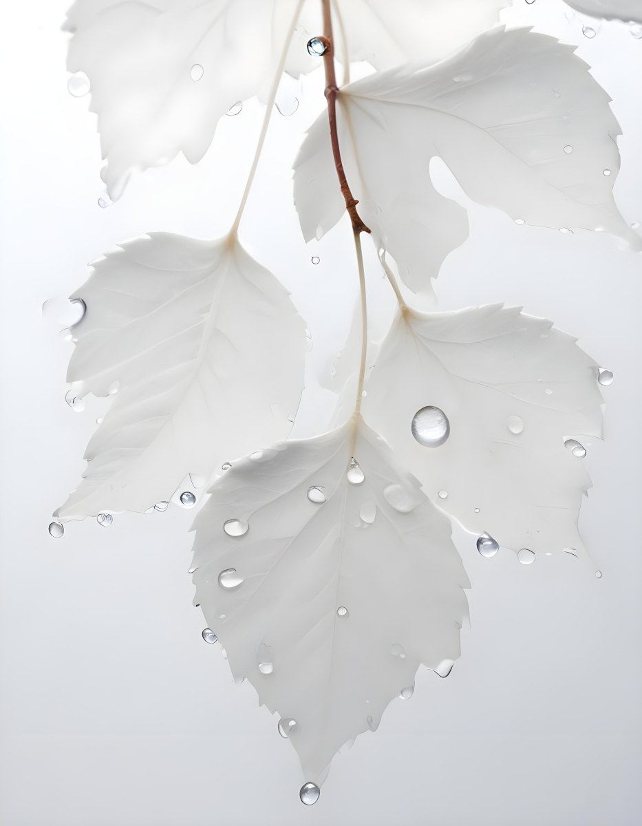 Close Up Of A Large Green Leaf With Water Droplets On Its Surface 17 726b