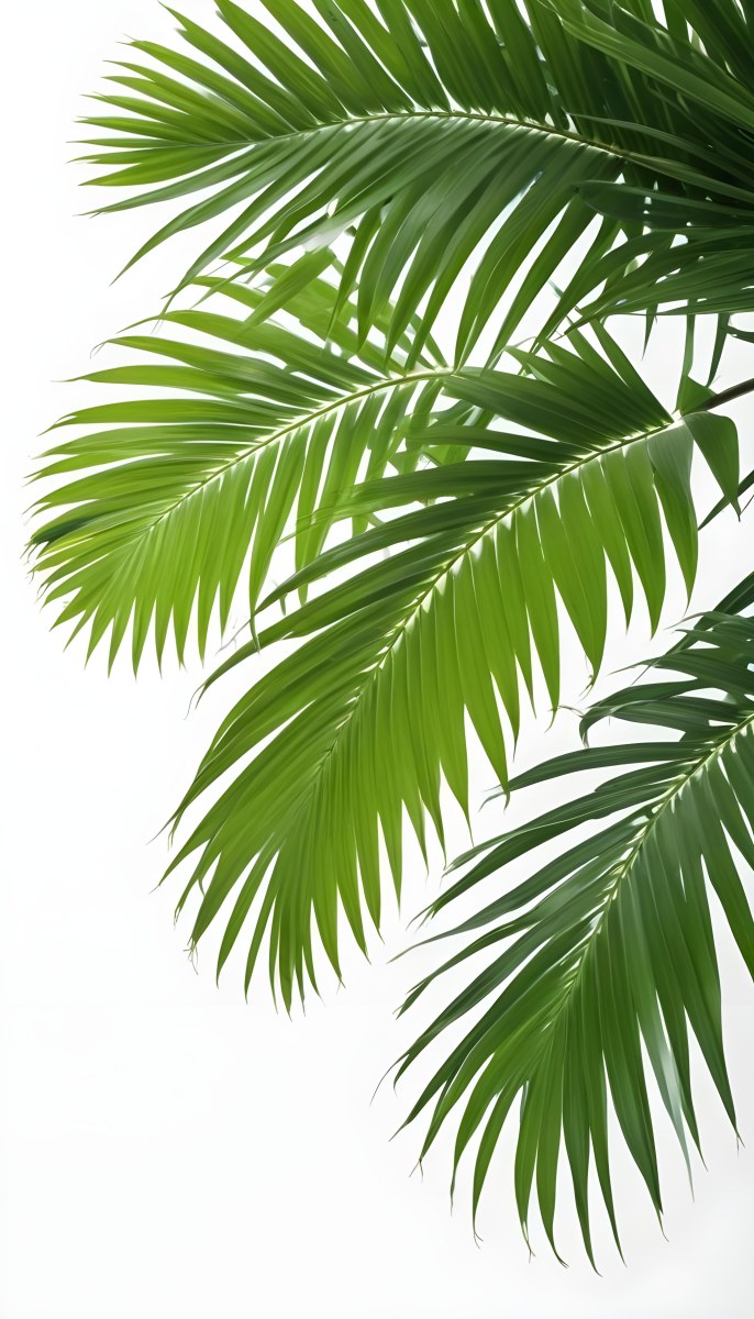Green Palm Leaves