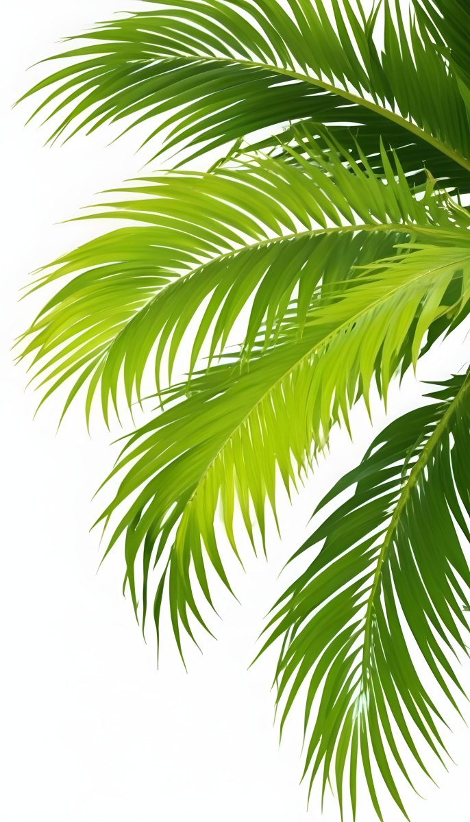 Green Palm Leaves Against A White Background 12 F68e