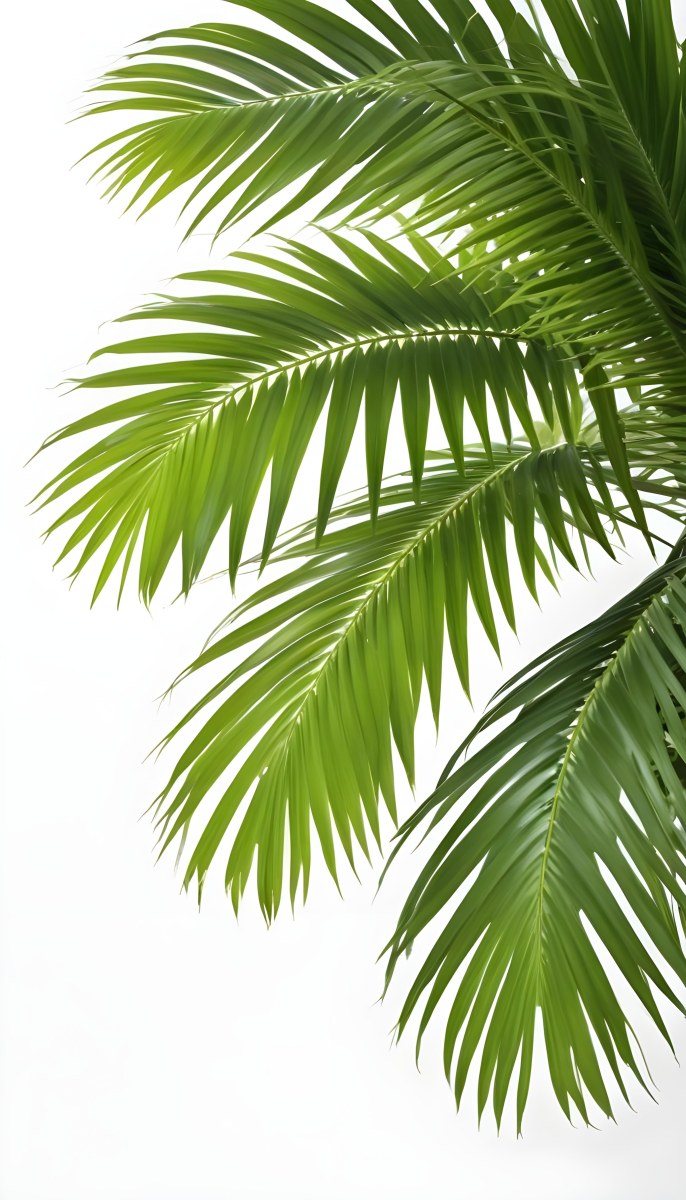 Green Palm Leaves Against A White Background 3 9de4