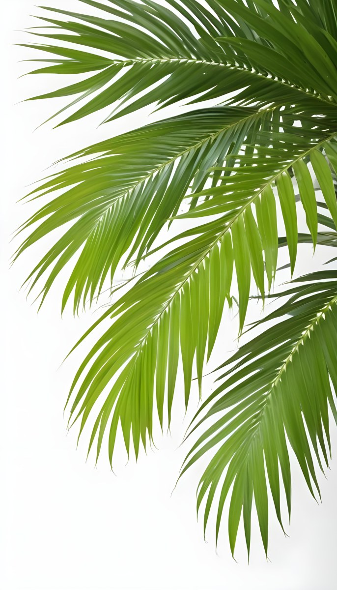 Green Palm Leaves Against A White Background 6 7714