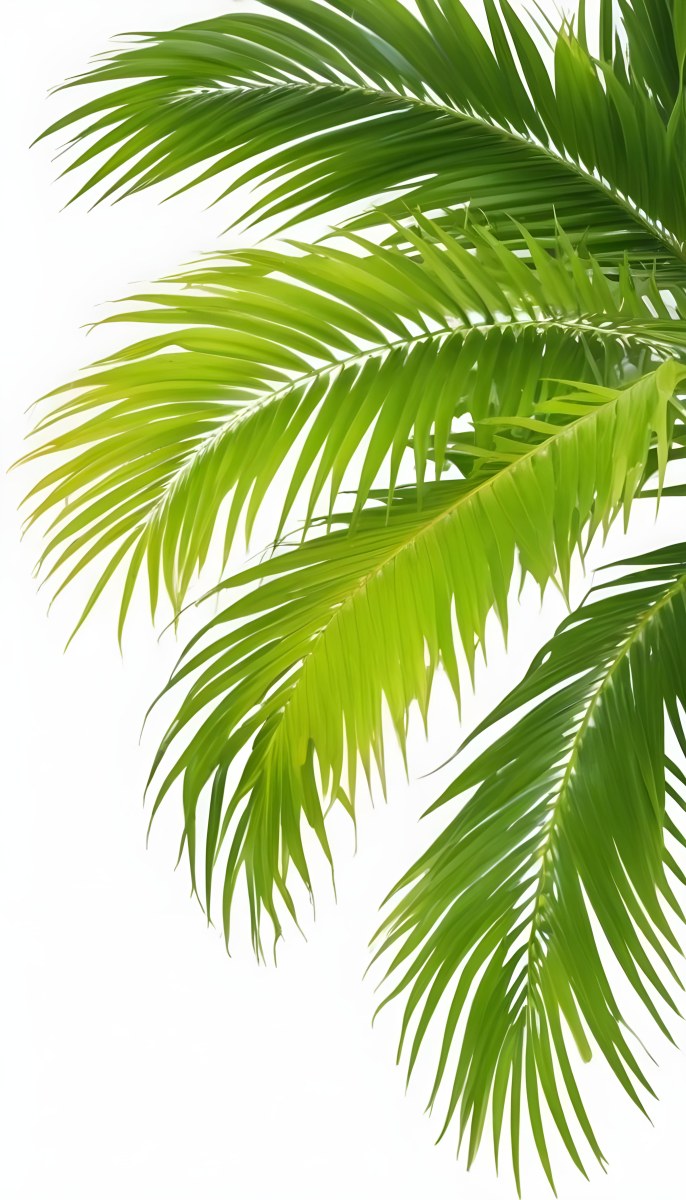 Green Palm Leaves Against A White Background 7 A540