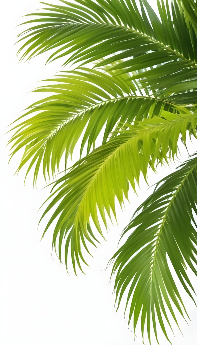 Green Palm Leaves Against A White Background 8 F6df