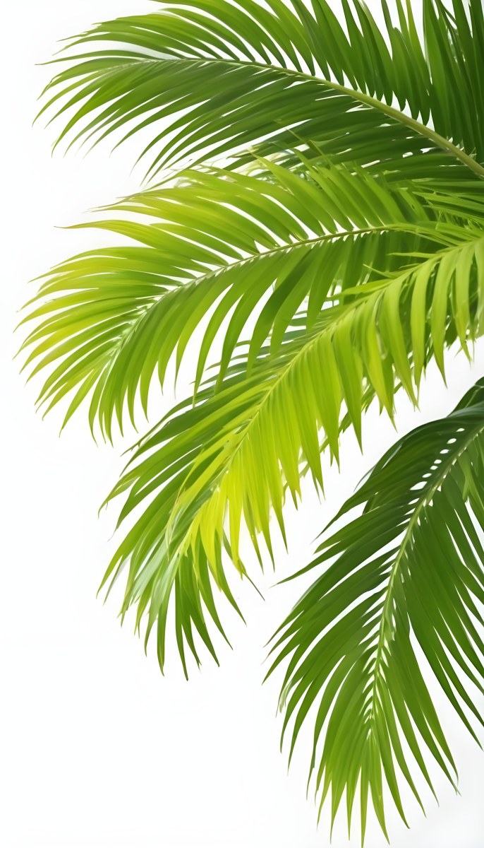 Green Palm Leaves Against A White Background 9 6c3f