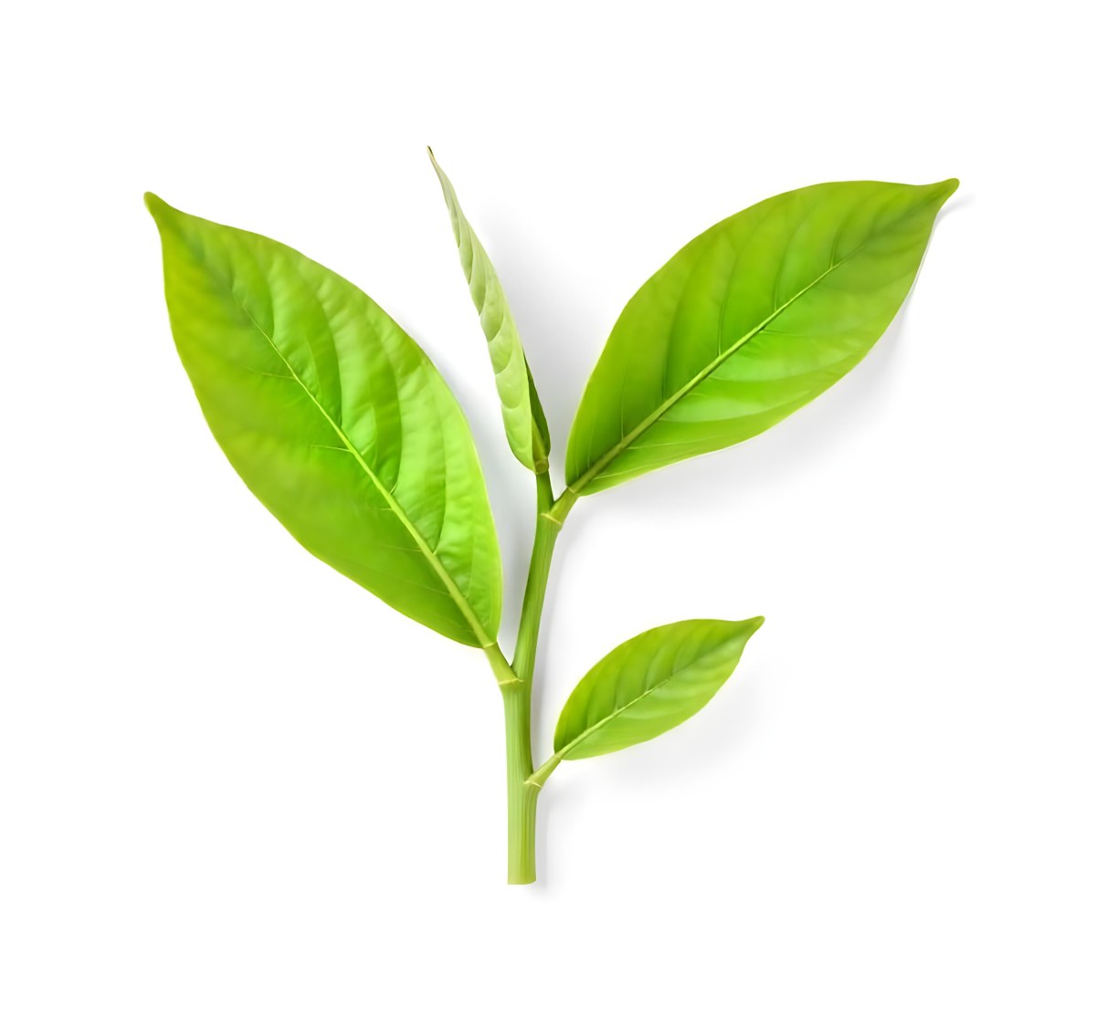 Green Tea Leaves With A Stem Isolated On A White Background Vibrant Color Studio Shot High Resolution Sharp Details Natural Light Minimalist Composition 5 2bb2