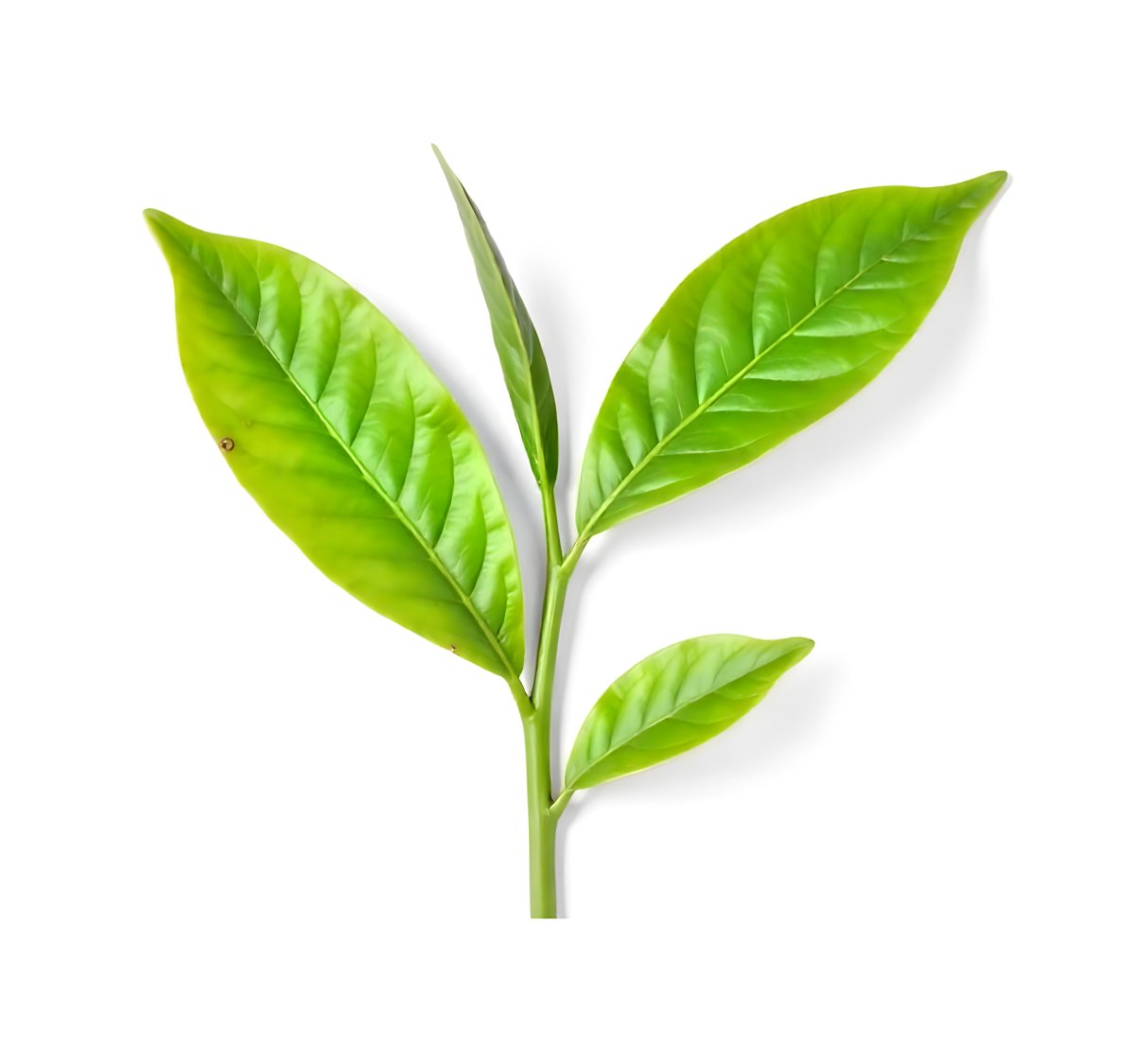 Green Tea Leaves With A Stem Isolated On A White Background Vibrant Color Studio Shot High Resolution Sharp Details Natural Light Minimalist Composition 6 E065
