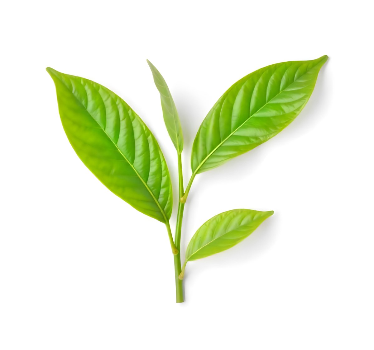 Green Tea Leaves With A Stem Isolated On A White Background Vibrant Color Studio Shot High Resolution Sharp Details Natural Light Minimalist Composition 7 5582