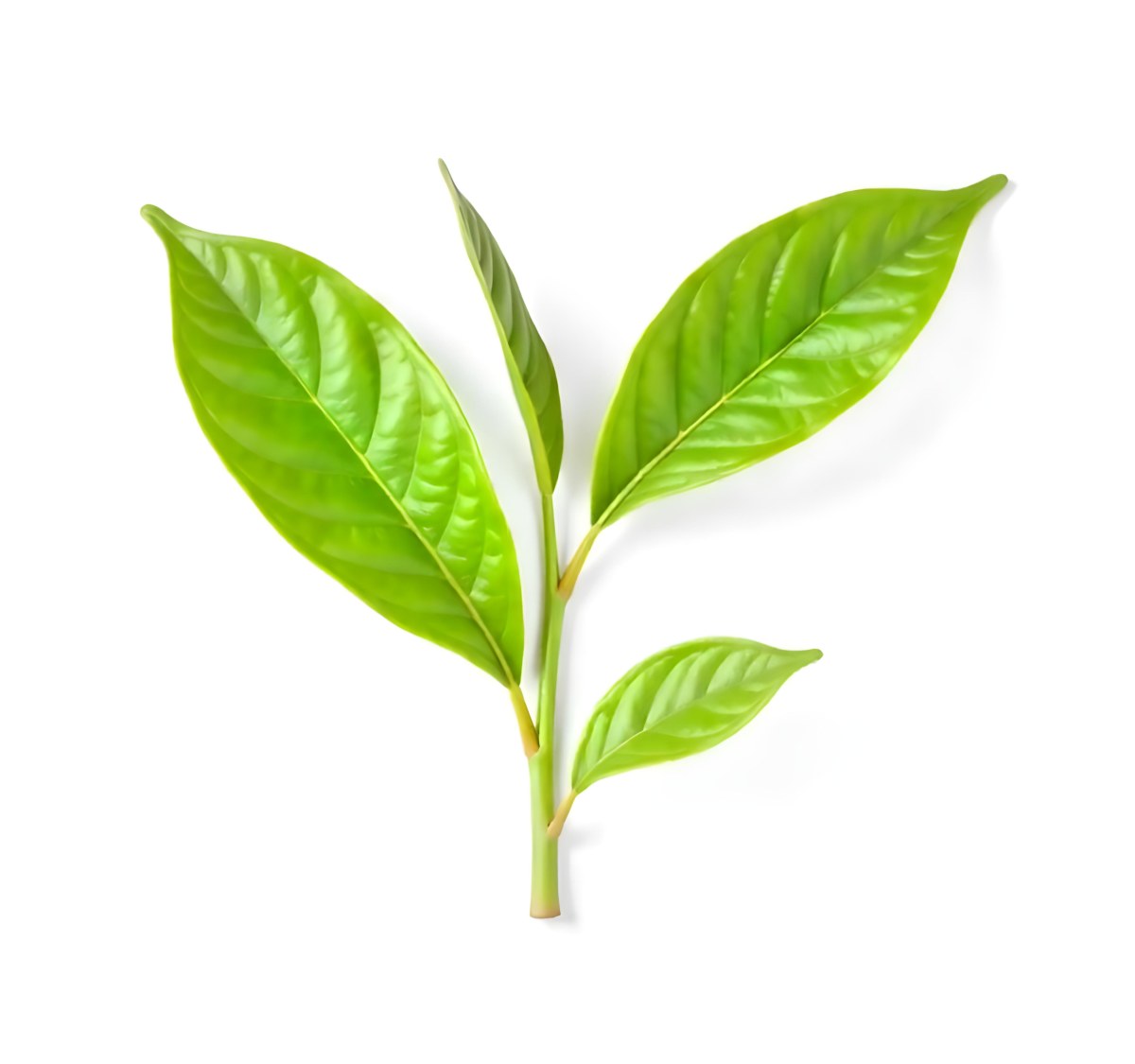 Green Tea Leaves With A Stem Isolated On A White Background Vibrant Color Studio Shot High Resolution Sharp Details Natural Light Minimalist Composition 8 Dd63