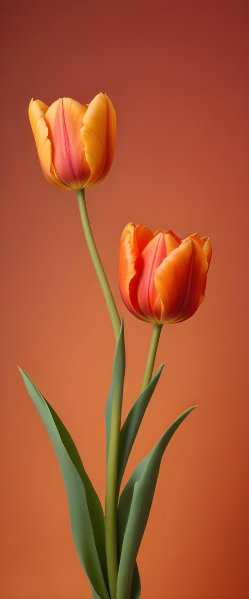 Minimal Soft Studio Light Photography Two Tulips One Red And One Orange Against A Orange Background High Detail Solid Bold Color Background 26 9f09