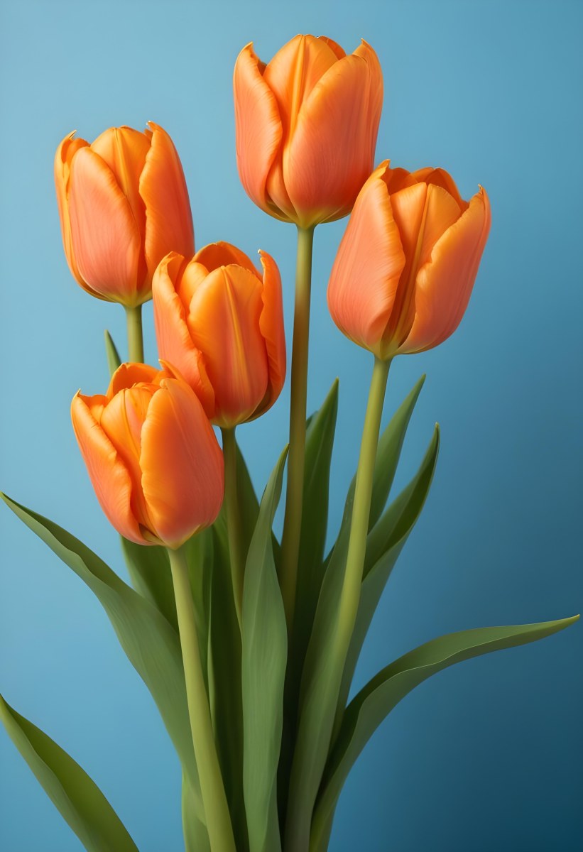 Orange Tulips With Green Stems Against A Blue Background 15 4b94