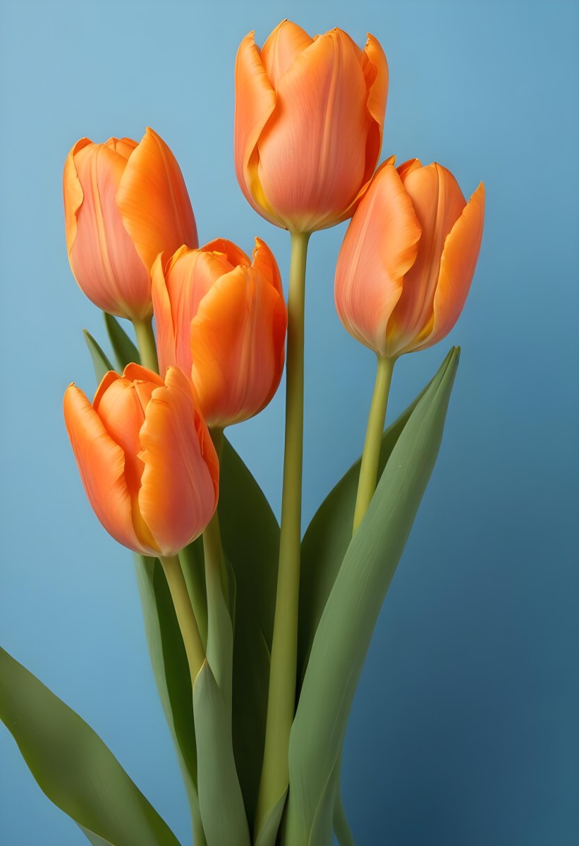 Orange Tulips With Green Stems Against A Blue Background 23 0163